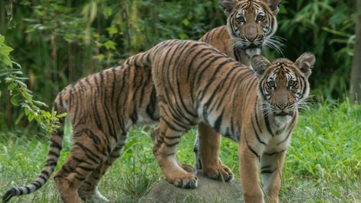 Τίγρης  σε ζωολογικό κήπο βρέθηκε θετική στον κορονοϊό