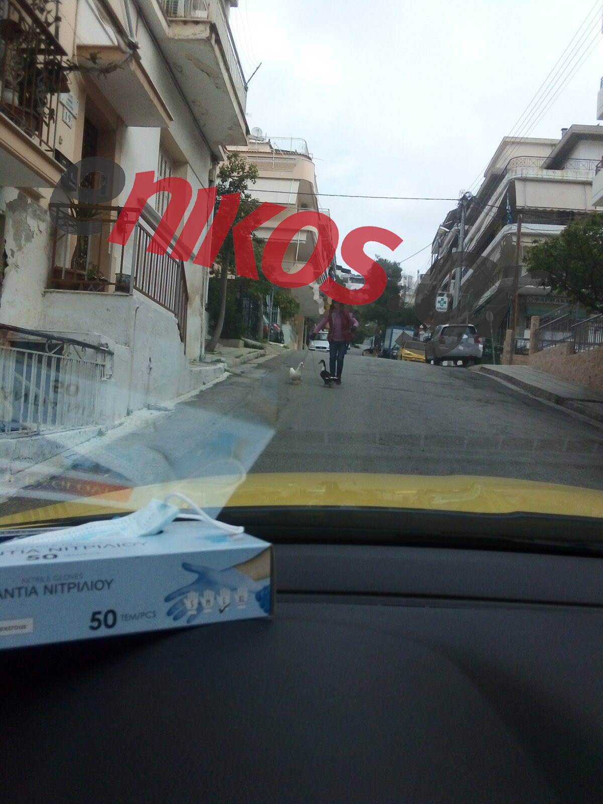 Έβγαλε βόλτα τις…πάπιες – ΦΩΤΟ αναγνώστη