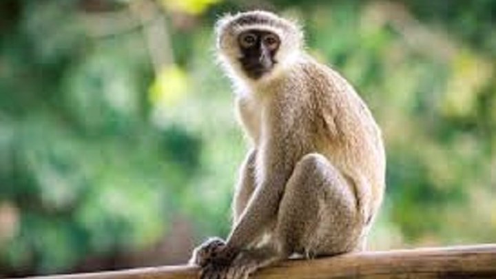 Αφρικανικές μαϊμούδες είχαν φθάσει στη Ν. Αμερική πριν από 34 εκατ. χρόνια – ΦΩΤΟ