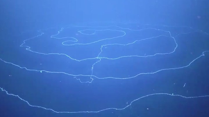 Ανακαλύφθηκε το μακρύτερο πλάσμα στη Γη – Το μήκος του ξεπερνά τα 120 μέτρα – ΦΩΤΟ – ΒΙΝΤΕΟ