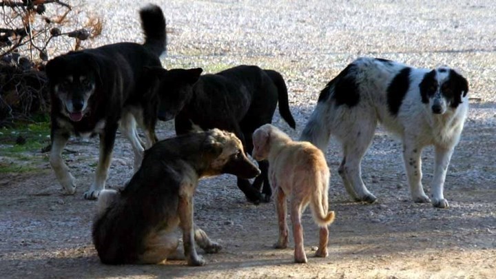 Κορονοϊός: Μπορεί τα σκυλιά να μετέδωσαν τον ιό στον άνθρωπο; – Τι υποστηρίζει επιστήμονας