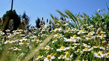 Καιρός: Μεγάλη Παρασκευή με ανοιξιάτικο σκηνικό – Ανεβαίνει η θερμοκρασία