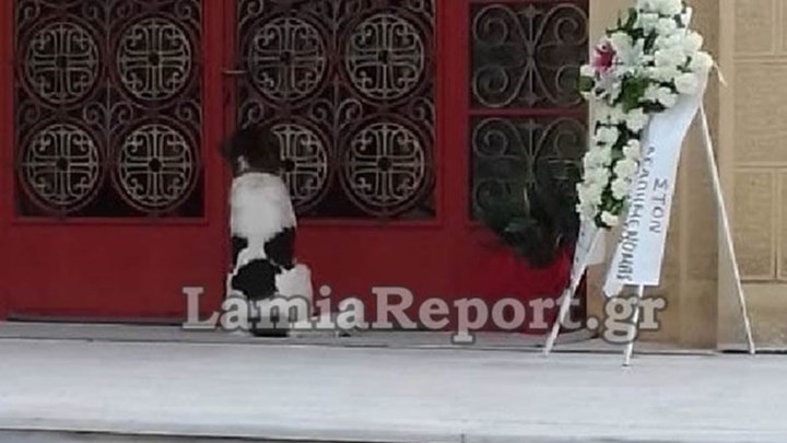 Φθιώτιδα: Αυτός ο σκύλος θα σας ραγίσει την καρδιά – Δείτε τι έκανε στην κηδεία του αφεντικού του – ΒΙΝΤΕΟ