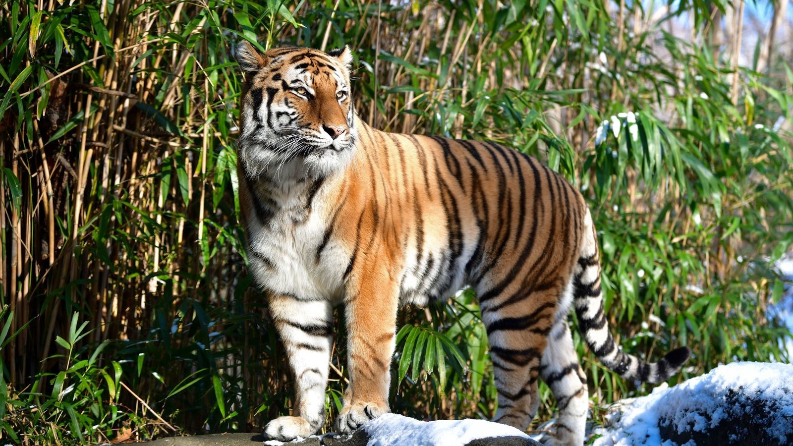 Κορονοϊός: Τίγρεις και λιοντάρια βρέθηκαν θετικά σε ζωολογικό κήπο στις ΗΠΑ