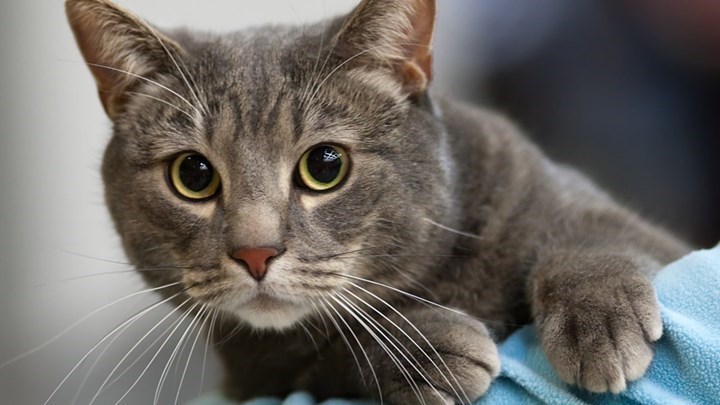 Κορονοϊός: Δύο γάτες στη Νέα Υόρκη βρέθηκαν θετικές – Τι λένε οι ειδικοί