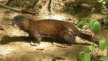 Βιζόν μολύνθηκαν από κορονοϊό έπειτα από επαφή με ανθρώπους