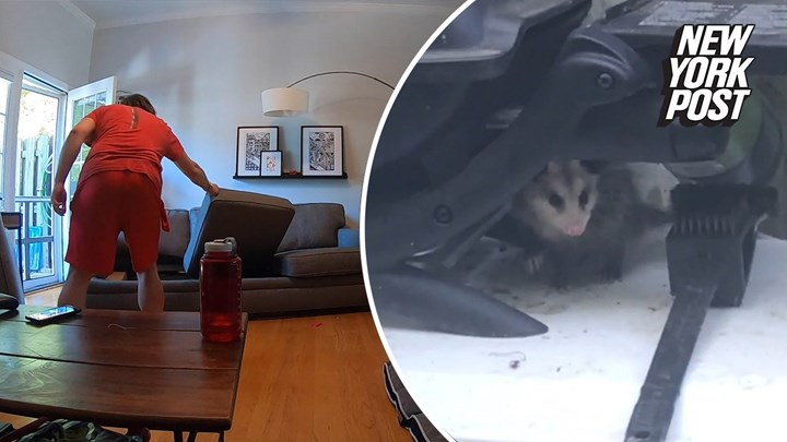 Ζευγάρι ανακάλυψε ότι ένα… οπόσουμ ζούσε στον καναπέ τους – ΒΙΝΤΕΟ