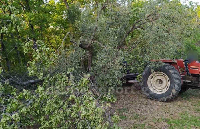 Τραγωδία στη Λαμία: Νεκρός 62χρονος στο Μώλο Φθιώτιδας – Καταπλακώθηκε από δένδρο