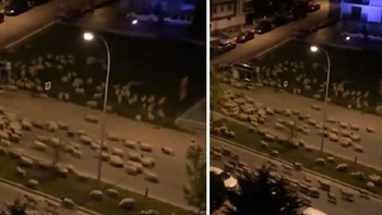 Κορονοϊός: Κοπάδι από πρόβατα βολτάρει στους δρόμους της Τουρκίας – ΒΙΝΤΕΟ