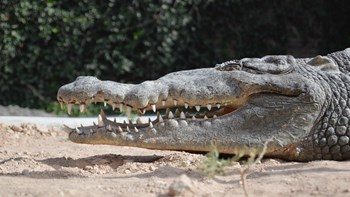 Φρικτός θάνατος για 58χρονη στα σαγόνια αλιγάτορα