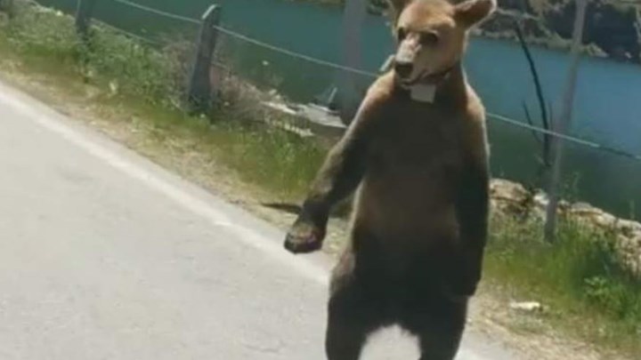 Οδηγός σε τρομακτικό τετ α τετ με αρκούδα στη Φλώρινα – ΒΙΝΤΕΟ