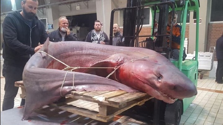 Καβάλα: Ψαράδες έπιασαν καρχαρία 330 κιλών – ΦΩΤΟ – ΒΙΝΤΕΟ