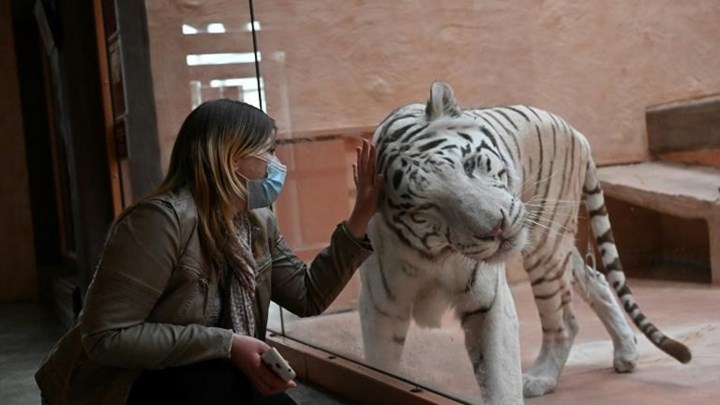 Ουκρανία: Ζωολογικός κήπος δεν έχει έσοδα για να φροντίσει τα ζώα του – ΒΙΝΤΕΟ – ΦΩΤΟ