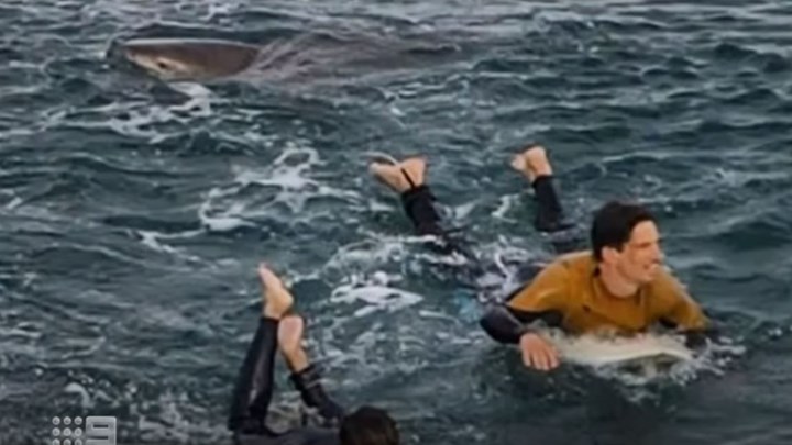 Τρόμος για σέρφερ στην Αυστραλία: Δέχθηκε επίθεση από καρχαρία – Πώς σώθηκε την τελευταία στιγμή