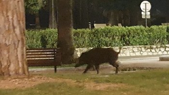 Κάννες: Ένας… απρόσκλητος επισκέπτης στους δρόμους της Κρουαζέτ – ΒΙΝΤΕΟ