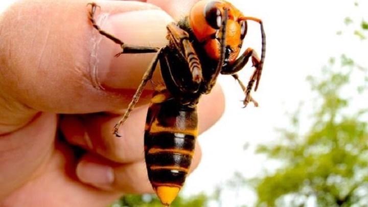 Ανησυχία στην Ισπανία για τις σφήκες-δολοφόνους – 54χρονος πέθανε έπειτα από τσίμπημα