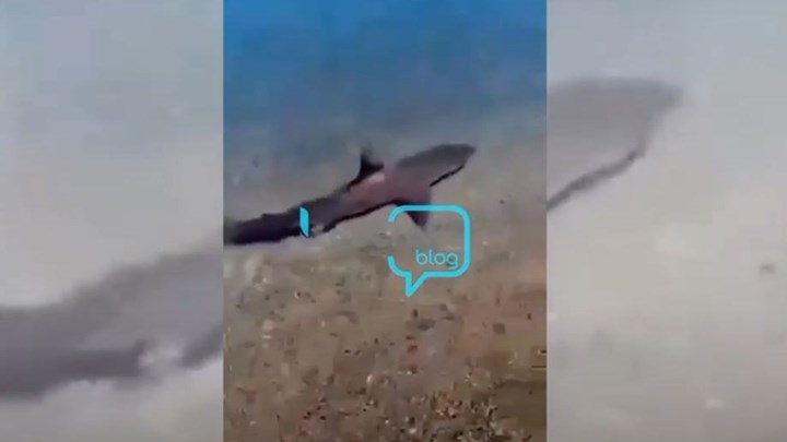 Καρχαρίας βγήκε στα ρηχά σε παραλία της Κορίνθου – BINTEO