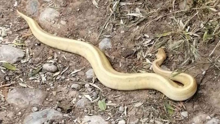 Συναγερμός στην Κάντζα: Εντοπίστηκε πύθωνας να κάνει… βόλτες στην περιοχή