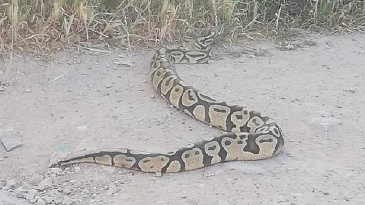 Συναγερμός στην Κάντζα: Αυτός είναι ο πύθωνας που… αναζητείται – ΦΩΤΟ – ΒΙΝΤΕΟ