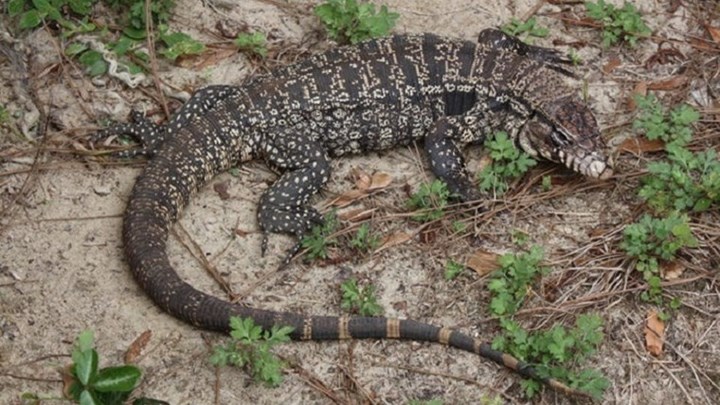 Τεράστιες σαύρες “καταλαμβάνουν” την Τζόρτζια των ΗΠΑ – Τι ζήτησαν οι Αρχές από τους κατοίκους -ΒΙΝΤΕΟ