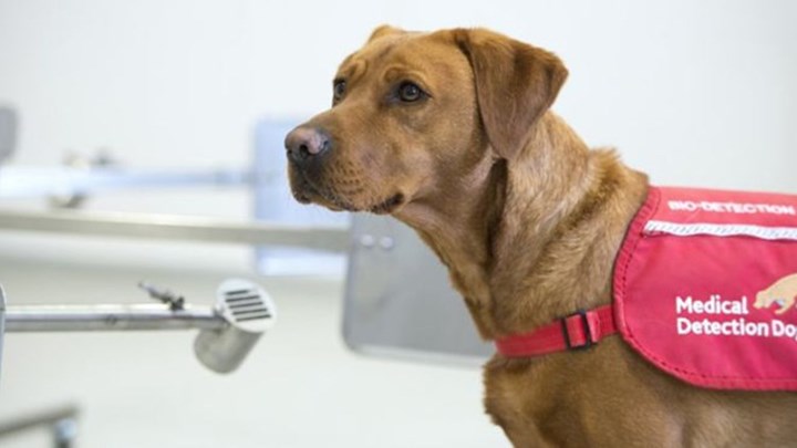 Κορονοϊός: Τα σκυλιά μπορούν να ανιχνεύσουν τον ιό; – Τι εξετάζουν Βρετανοί ερευνητές