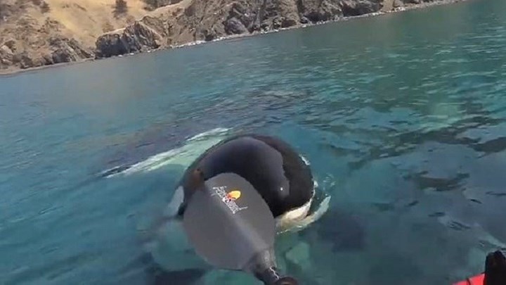 Τρεις φάλαινες – δολοφόνοι περικυκλώνουν καγιάκ – “Πάγωσαν” οι δύο άνδρες – ΒΙΝΤΕΟ