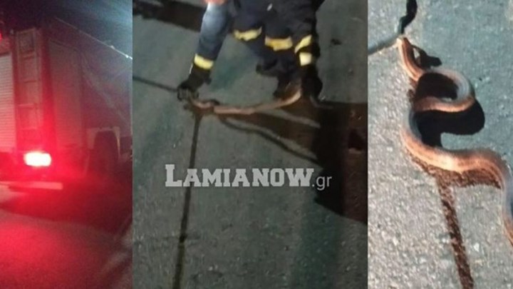 Φθιώτιδα: Φίδι 1,5 μέτρου αναστάτωσε τους κατοίκους μιας γειτονιάς στην Ηράκλεια – ΒΙΝΤΕΟ