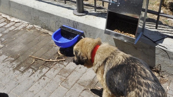 Κρέστενα: Δικογραφία σε κάτοικο που είχε τα σκυλιά του χωρίς φαγητό και δεμένα με αλυσίδες