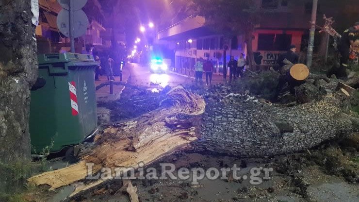 Λαμία: Τεράστιο πεύκο έπεσε σε δρόμο της πόλης – Παραλίγο να χτυπήσει κάτοικο – ΦΩΤΟ – ΒΙΝΤΕΟ
