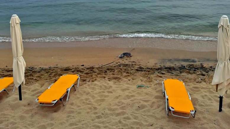Καβάλα: Δύο θαλάσσιες χελώνες εντοπίστηκαν νεκρές σε παραλίες – ΦΩΤΟ