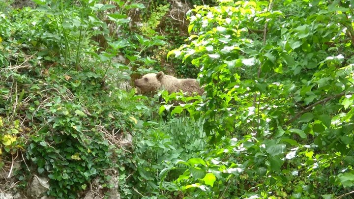 Αρκουδάκι κάνει βόλτες στο Μικρό Πάπιγκο – ΦΩΤΟ