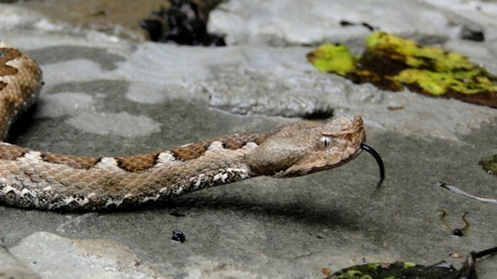 Λάρισα: Στο νοσοκομείο από δάγκωμα οχιάς – Τρομακτικές εικόνες από το παραμορφωμένο χέρι του