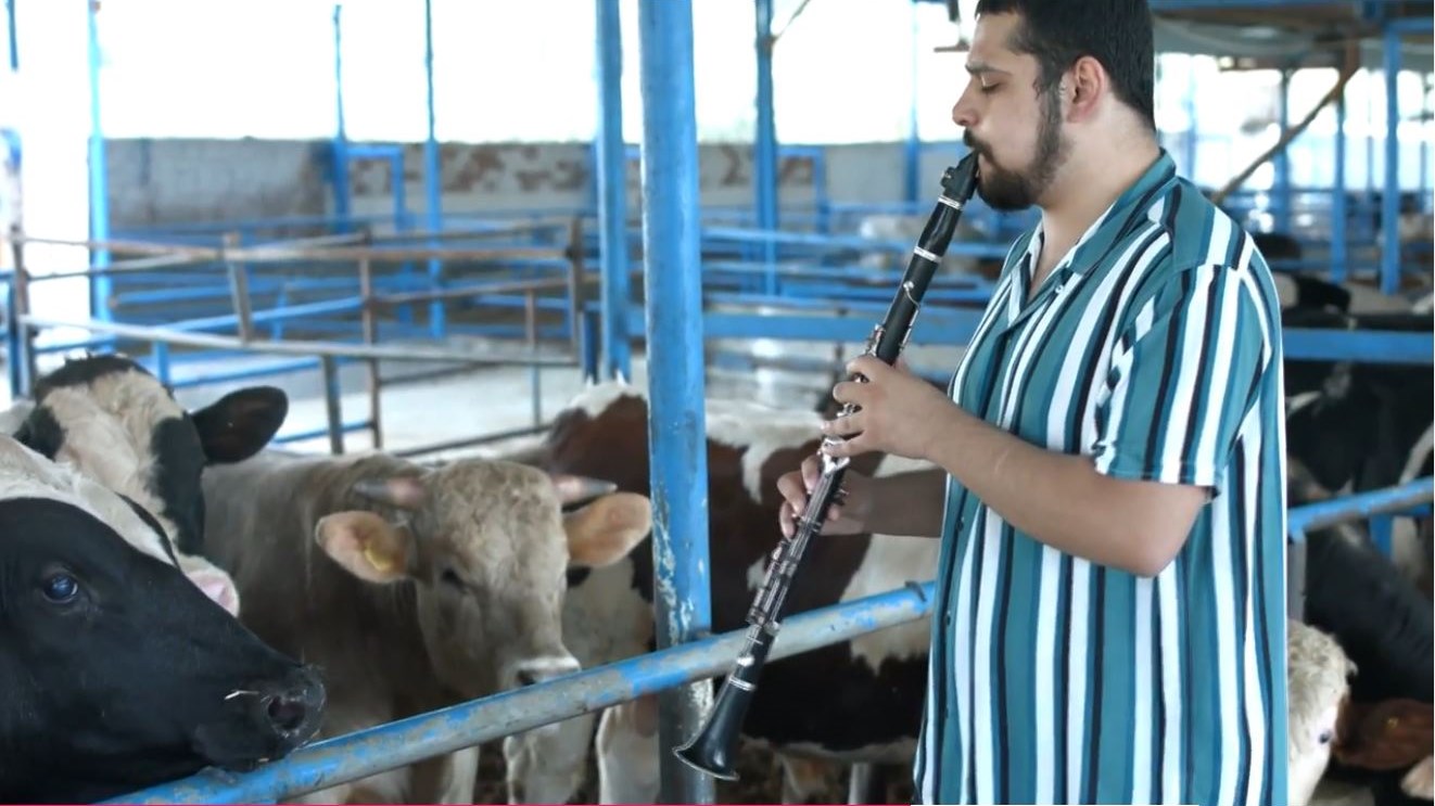 “Μεράκλωσαν” οι αγελάδες – Άκουγαν το “Bella Ciao” από… κλαρίνο – ΒΙΝΤΕΟ