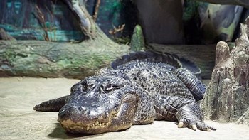 Μόσχα: Πέθανε ο θρυλικός αλιγάτορας Σάτουρν που είχε επιβιώσει στον Β’ Παγκόσμιο Πόλεμο -ΦΩΤΟ-ΒΙΝΤΕΟ