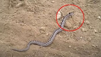 Λαμία: Στα Επείγοντα έπειτα από δάγκωμα οχιάς