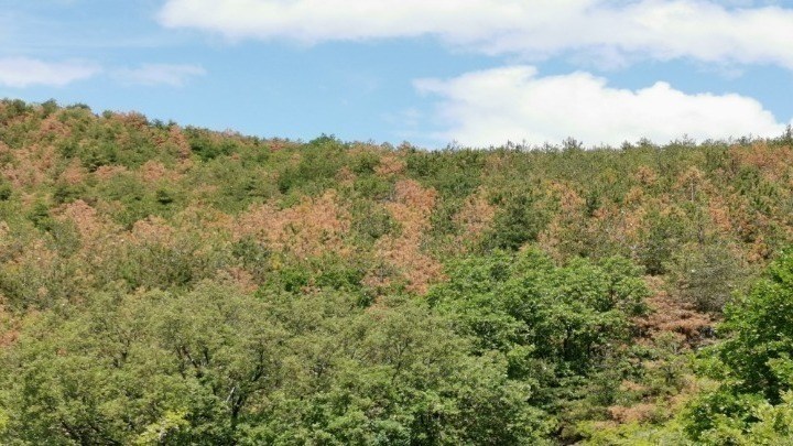 Θεσσαλονίκη: Συνεχίζει το καταστροφικό του έργο το έντομο που αποδεκατίζει τα πεύκα στο Σέιχ Σου