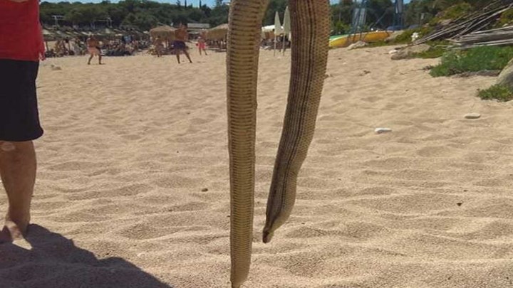 Αναστάτωση σε παραλία στα Σύβοτα – Η θάλασσα ξέβρασε φίδι – ΦΩΤΟ