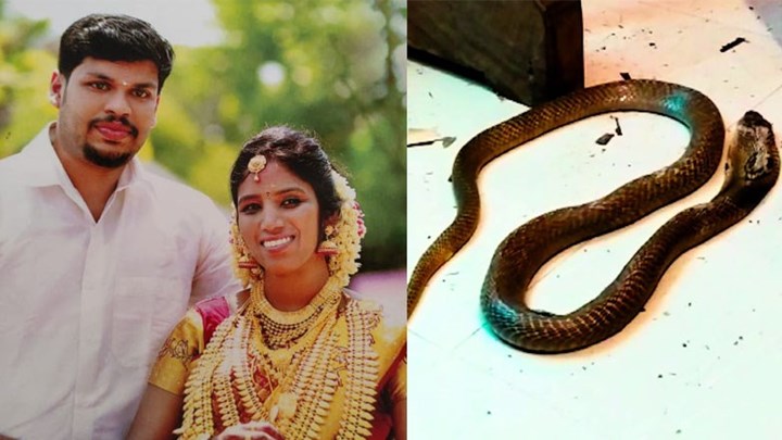 Φρίκη στην Ινδία: Χρησιμοποίησε δύο φίδια για να σκοτώσει τη γυναίκα του – ΦΩΤΟ