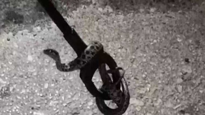 Πάτρα: Βρήκε τέσσερα φίδια στο αυτοκίνητό της – ΒΙΝΤΕΟ