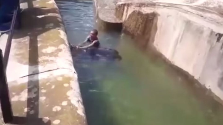 Πολωνία: Μεθυσμένος νεαρός πάλεψε με αρκούδα σε ζωολογικό κήπο – ΒΙΝΤΕΟ