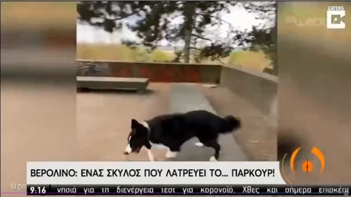 Σκύλος είναι άσος στο παρκούρ και “σαρώνει” στο διαδίκτυο – ΒΙΝΤΕΟ