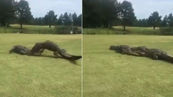 Viral: Επική μονομαχία μεταξύ δύο κροκόδειλων σε γήπεδο γκολφ – ΒΙΝΤΕΟ