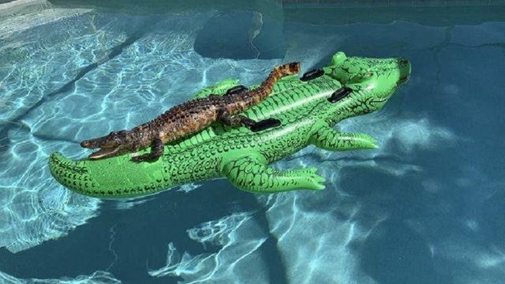 Φλόριντα: Βρήκαν τον… αλιγάτορα να λιάζεται στην πισίνα τους – ΦΩΤΟ