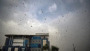 Τρόμος στην Ινδία: Εισβολή από ακρίδες και ανυπολόγιστες καταστροφές