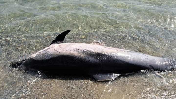 Κτηνωδία στο Αιγαίο: Μία νεαρή φώκια και τρία ζωνοδέλφινα βρέθηκαν νεκρά – ΦΩΤΟ
