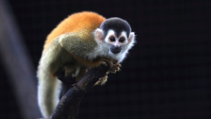 Συναγερμός στην Ινδία: Πίθηκοι… άρπαξαν δείγματα αίματος ασθενών με κορονοϊό