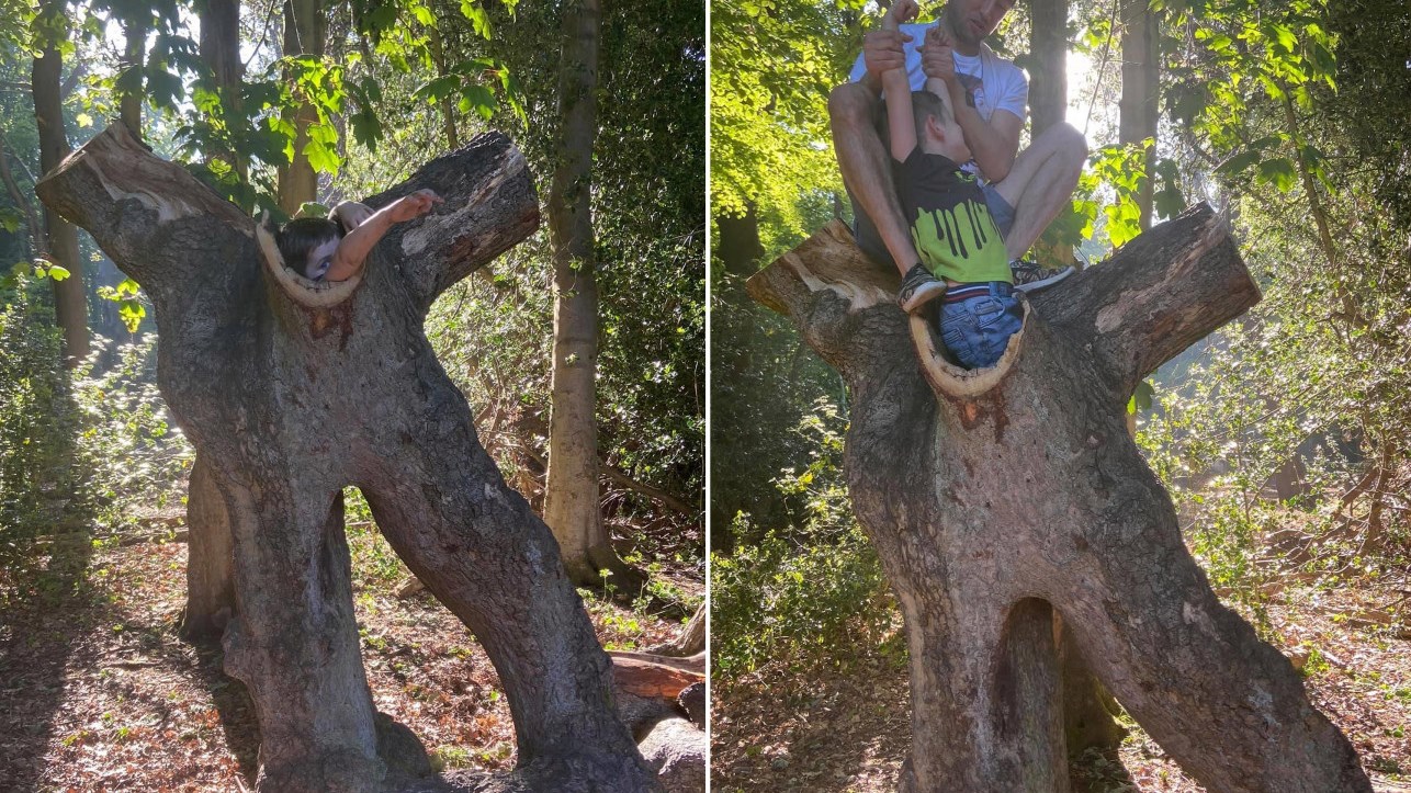 Viral: 4χρονος κόλλησε σε δέντρο στην πρώτη εκδρομή μετά το lockdown – ΦΩΤΟ