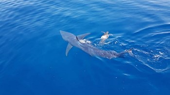 Viral: Η στιγμή που καρχαρίας επιτίθεται σε χελώνα κοντά στις ακτές της Λεμεσού – ΦΩΤΟ