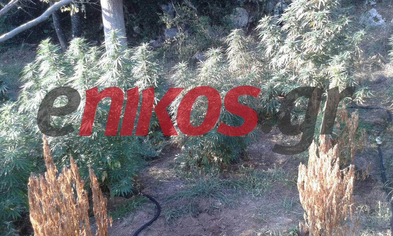Φιλιππιάδα: Μεγάλη αστυνομική επιχείρηση – Εντοπίστηκε χασισοφυτεία με 1.935 δενδρύλλια