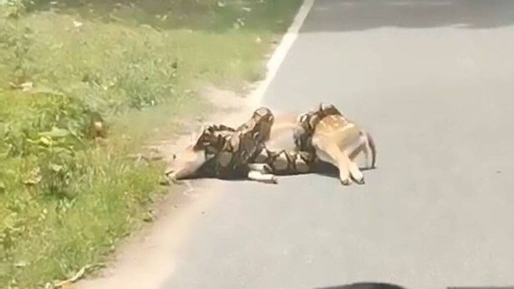 Viral: Πύθωνας προσπαθεί να πνίξει ελάφι – Δεν φαντάζεστε τη συνέχεια – ΒΙΝΤΕΟ